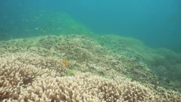 Arrecife de coral y peces tropicales. Bali, Indonesia . — Vídeo de stock