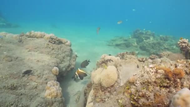 Koral rafa i tropikalna ryba. Bali, Indonezja. — Wideo stockowe