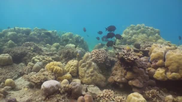 Arrecife de coral y peces tropicales. Bali, Indonesia . — Vídeos de Stock