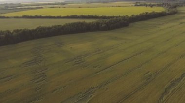 Havadan görünümü: uçan yeşil alanın üzerinde.