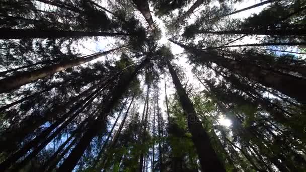 Coronas de árboles en el bosque — Vídeo de stock