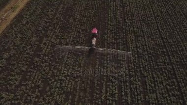 Traktör gübre patates alana püskürtme. Hava video.