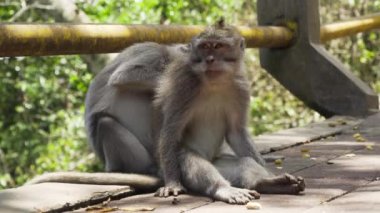 Bali 'deki ormanda maymunlar.