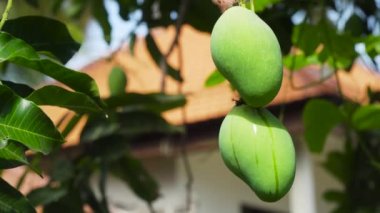 Mango-mango ağacı üzerinde.