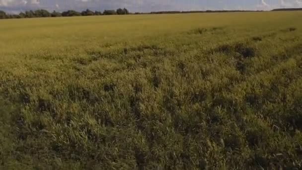Widok z lotu ptaka pola pszenicy złotej. Lotnicze wideo. — Wideo stockowe
