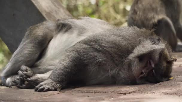 Majmok az erdőben Balin.. — Stock videók
