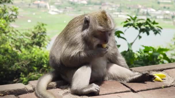 Monos en el bosque de Bali. — Vídeos de Stock