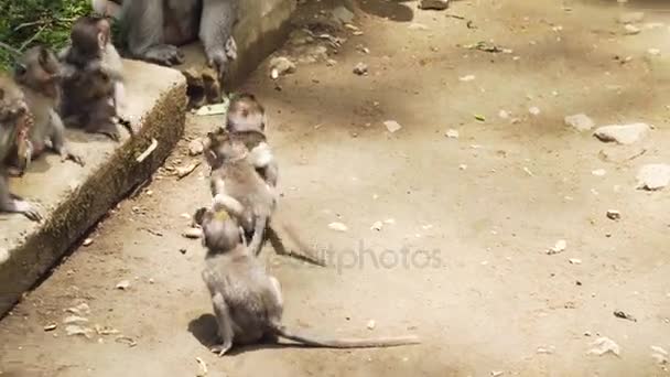 Singes dans la forêt à Bali.