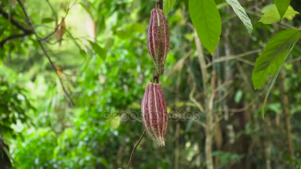Meyveli kakao ağacı, Bali Endonezya. — Stok video