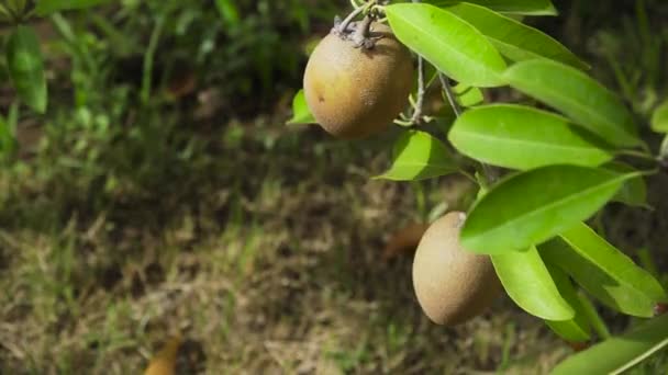 Kiwi fruta en el árbol — Vídeos de Stock