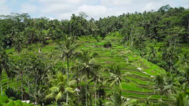 Teras pirinç tarlaları Ubud, Bali, Endonezya.
