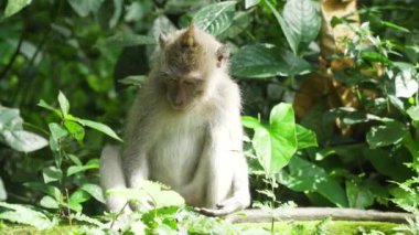 Bali 'deki ormanda maymunlar.