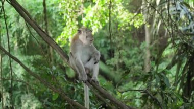 Bali 'deki ormanda maymunlar.
