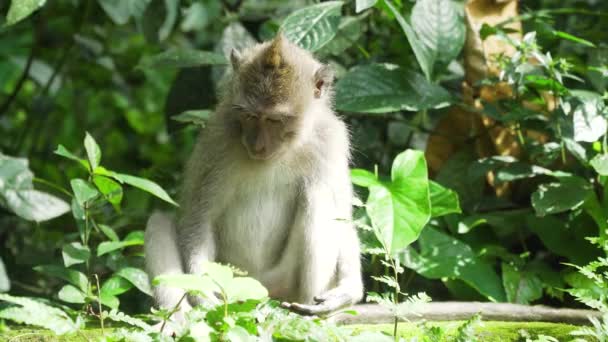 Monkeys in the forest in Bali. — Stock Video