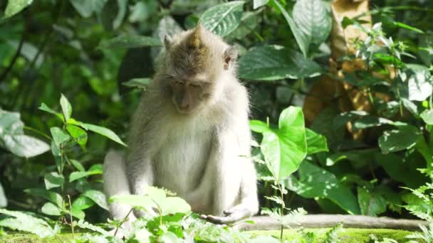 Affen im Wald auf Bali. — Stockvideo