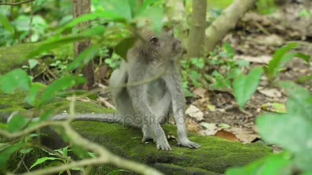 Singes dans la forêt à Bali. — Video