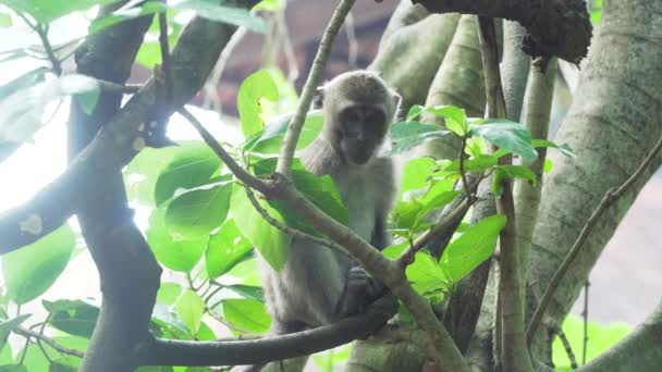 Monkeys in the forest in Bali. — Stock Video