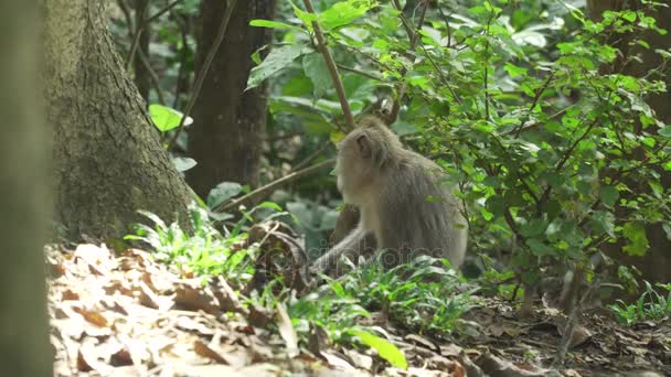Singes dans la forêt à Bali.