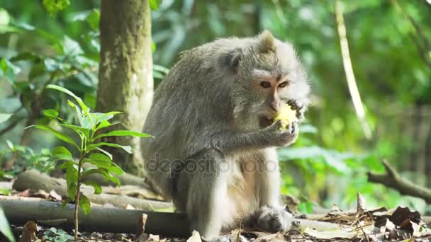 Monos en el bosque de Bali. — Vídeo de stock