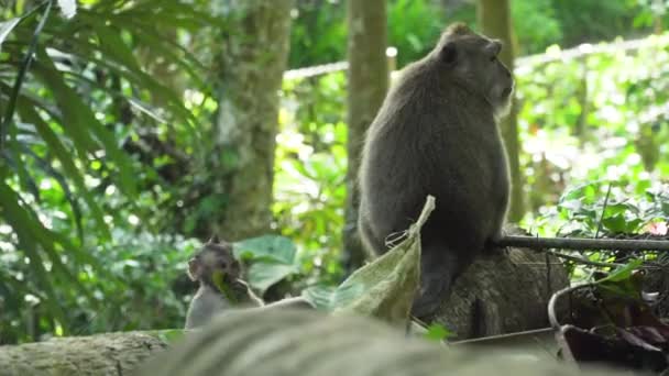 Обезьяны в лесу на Бали. — стоковое видео