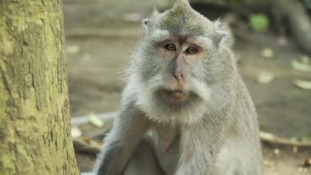 Bali 'deki ormanda maymunlar. — Stok video