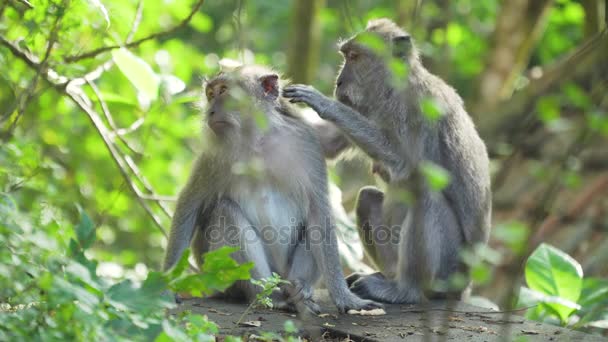 Apen in het bos op Bali. — Stockvideo