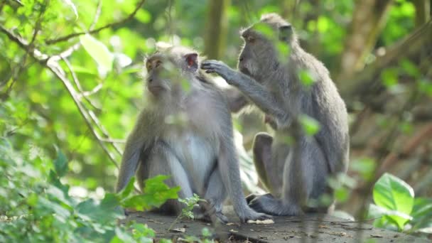 Opice v lese na Bali.
