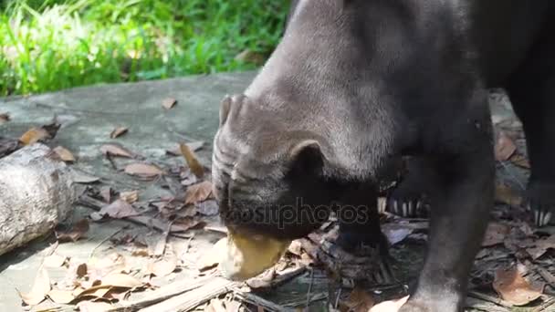 Malayan sun bear. Bali, Indonesien. — Stockvideo