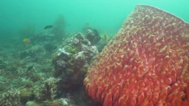 Mercan ve tropikal balık. Bali, Endonezya.