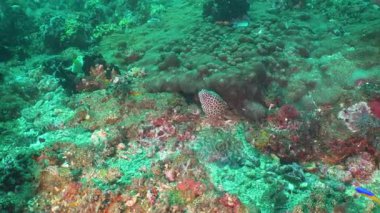Moray mercan resif üzerinde.