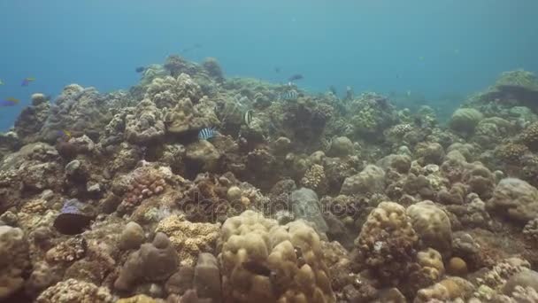 Arrecife de coral y peces tropicales. Bali, Indonesia . — Vídeo de stock