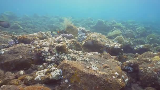 Recifes de coral e peixes tropicais. Bali, Indonésia . — Vídeo de Stock