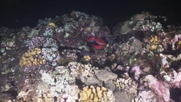 Recifes de coral e peixes tropicais. Bali, Indonésia . — Vídeo de Stock