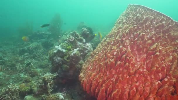 Recifes de coral e peixes tropicais. Bali, Indonésia . — Vídeo de Stock