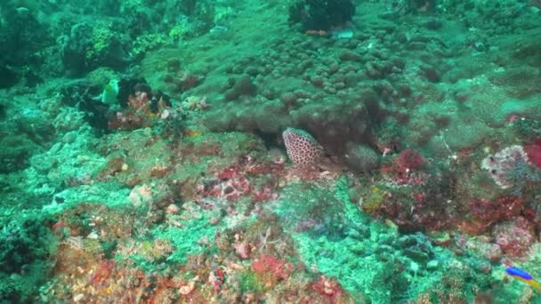 Moray sulla barriera corallina . — Video Stock