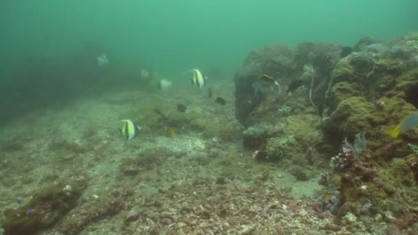 Arrecife de coral y peces tropicales. Bali, Indonesia . — Vídeo de stock