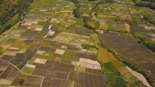 Paisagem com terras agrícolas e campo de terraço de arroz Bali, Indonésia . — Vídeo de Stock