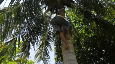 Toplayıcı bir palmiye ağacı üzerinde tırmanma Hindistan cevizleri.