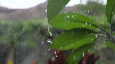 Bali Adası tropik yağmur fırtınası.