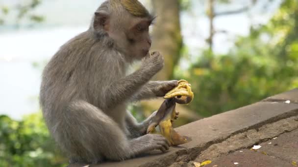 Macacos na floresta em Bali. — Vídeo de Stock