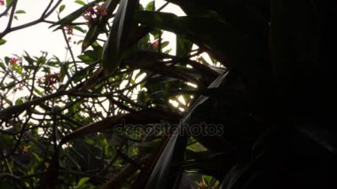 ağaçları sayesinde güneş.