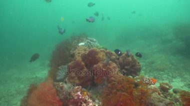 Mercan ve tropikal balık. Bali, Endonezya.
