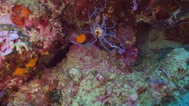 Mercan ve tropikal balık. Bali, Endonezya.