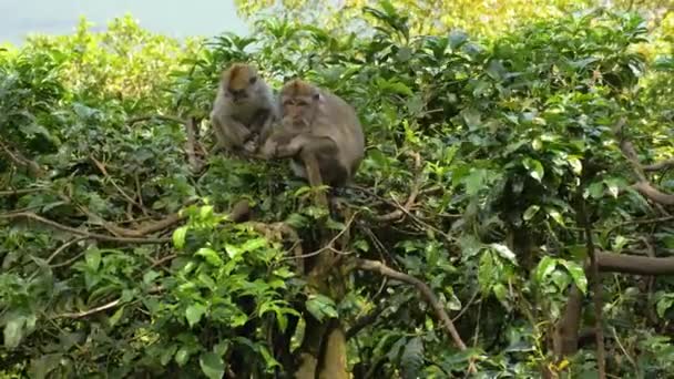 Monkeys in the forest in Bali. — Stock Video