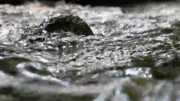 Řeka s tekoucí vodou. — Stock video