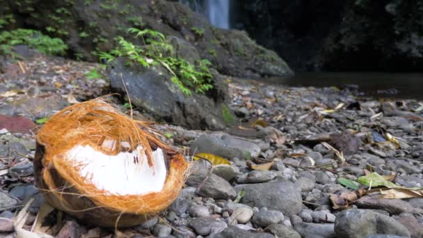 Polovina z kokosu v džungli — Stock video