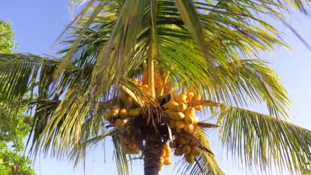 Noix de coco aux noix de coco.