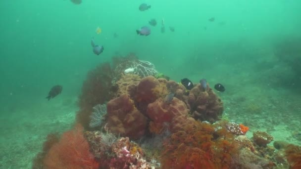 Arrecife de coral y peces tropicales. Bali, Indonesia . — Vídeos de Stock