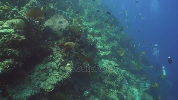 Korallrev och tropiska fiskar. Bali, Indonesien. — Stockvideo