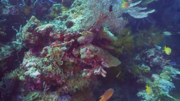 Koraalrif en tropische vissen. Bali, Indonesië. — Stockvideo